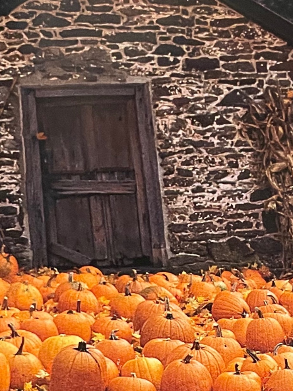 Punmpkins:  A Photographic Celebration - Hardbound - Picture 13 of 13